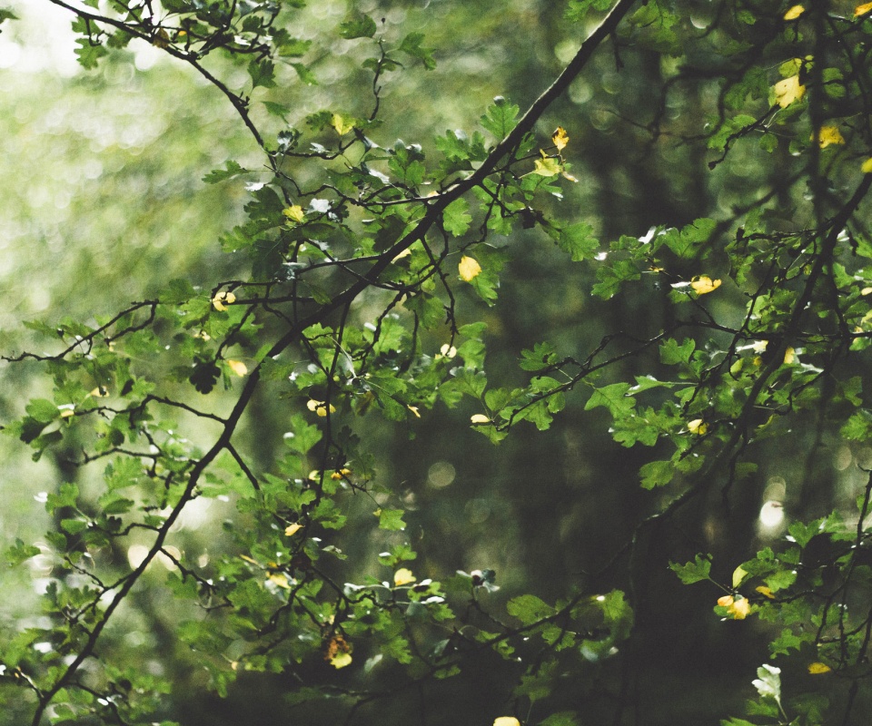 Дубовая зеленая листва обои