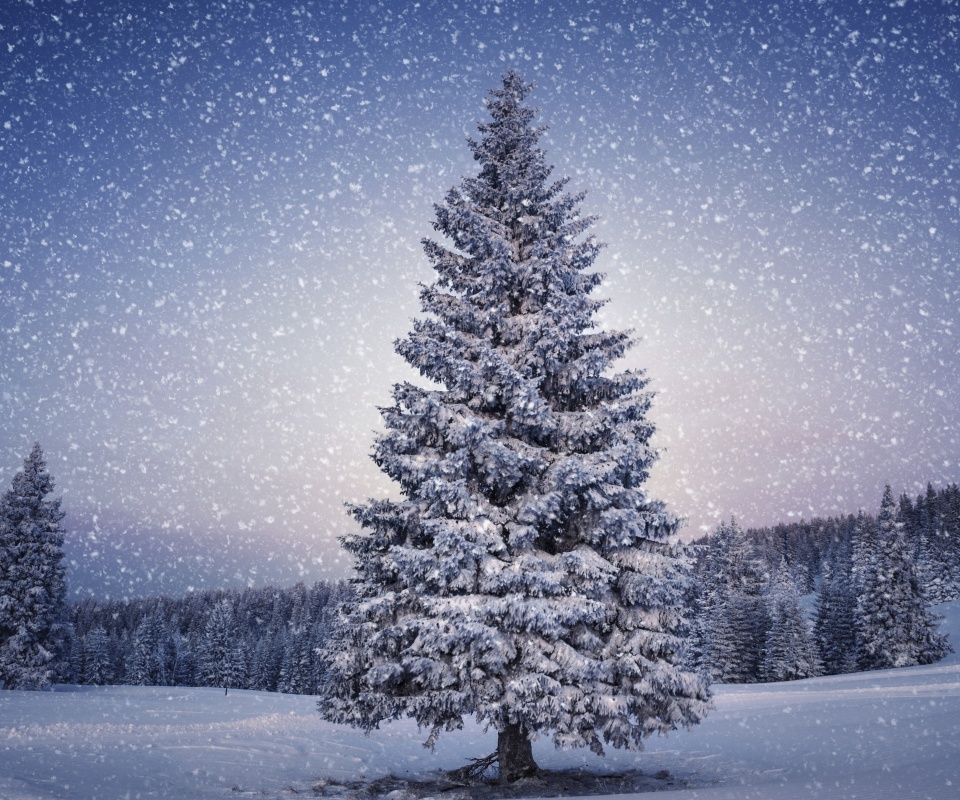 Ель в снегопад обои