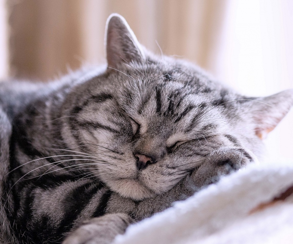 Спящий кошак обои