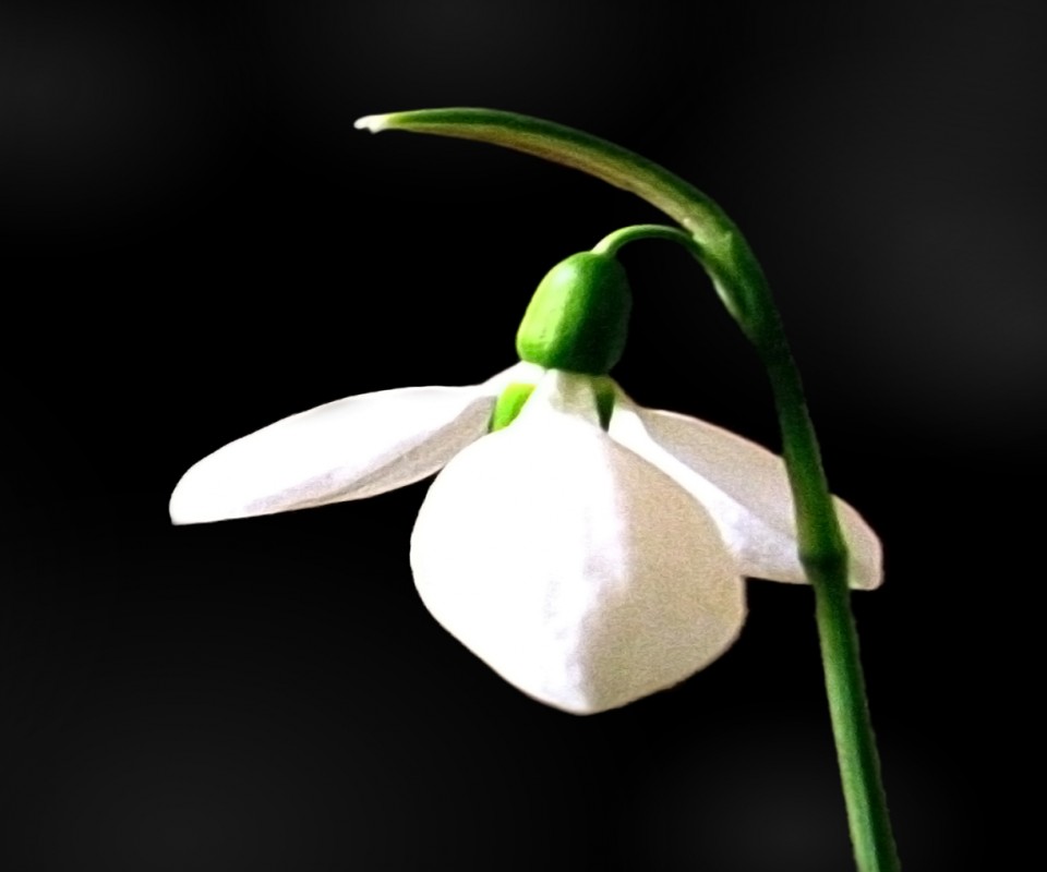 Белый цветок обои