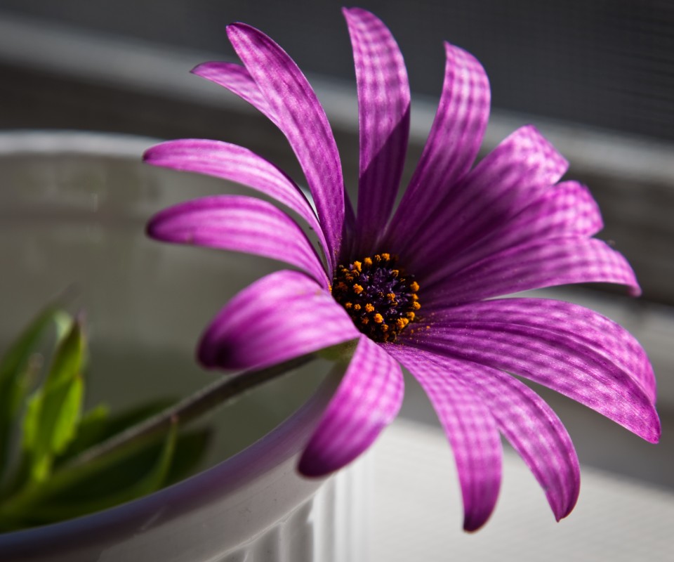 Сиреневый цветок в стакане обои