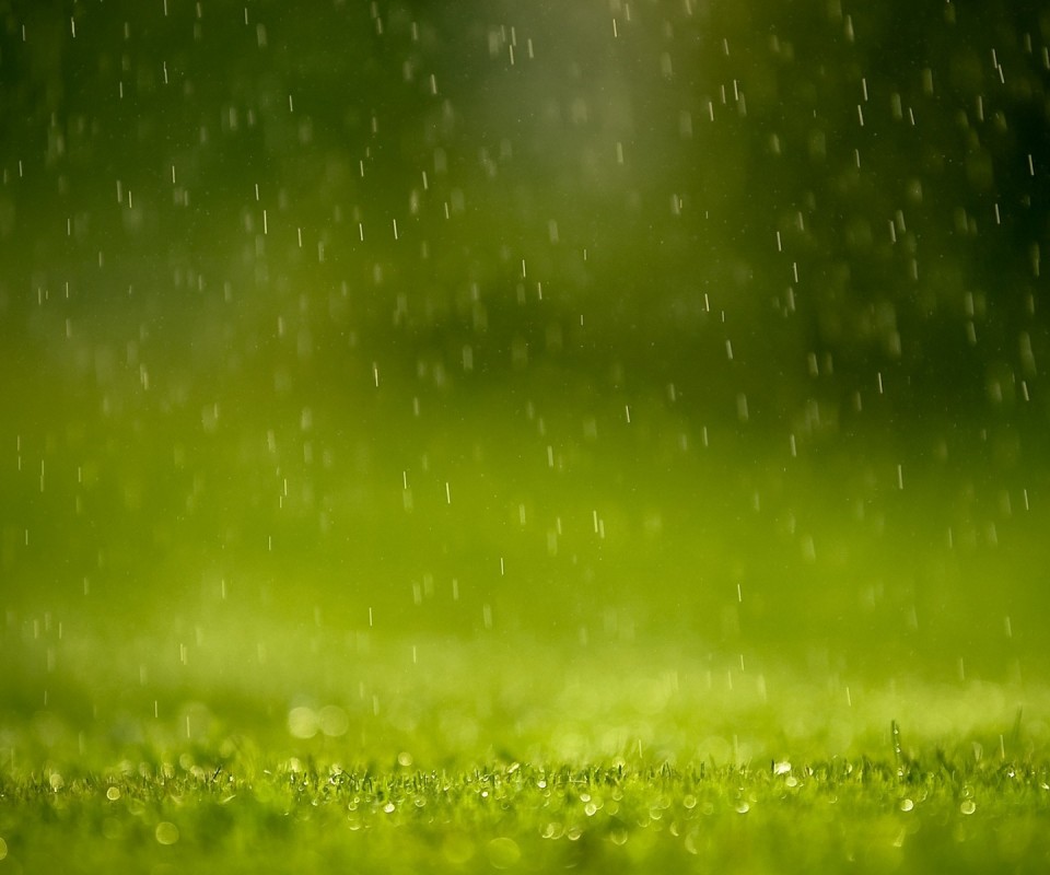 Трава под дождем обои