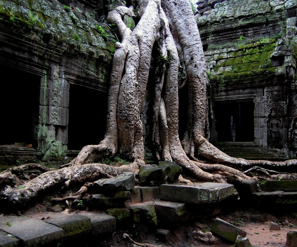 Мощные корни обои