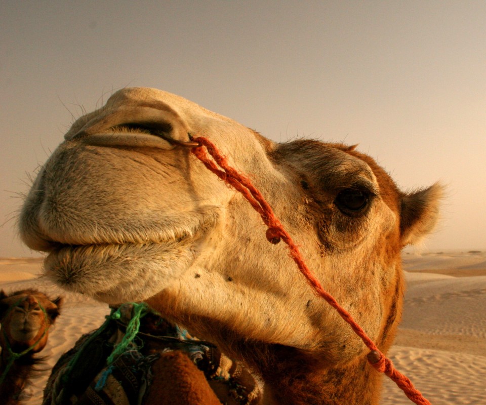 Верблюд обои