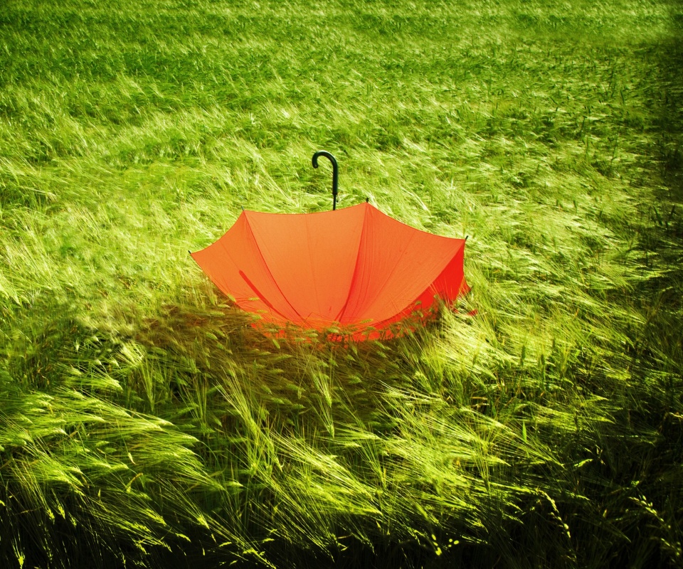 Зонт на траве обои