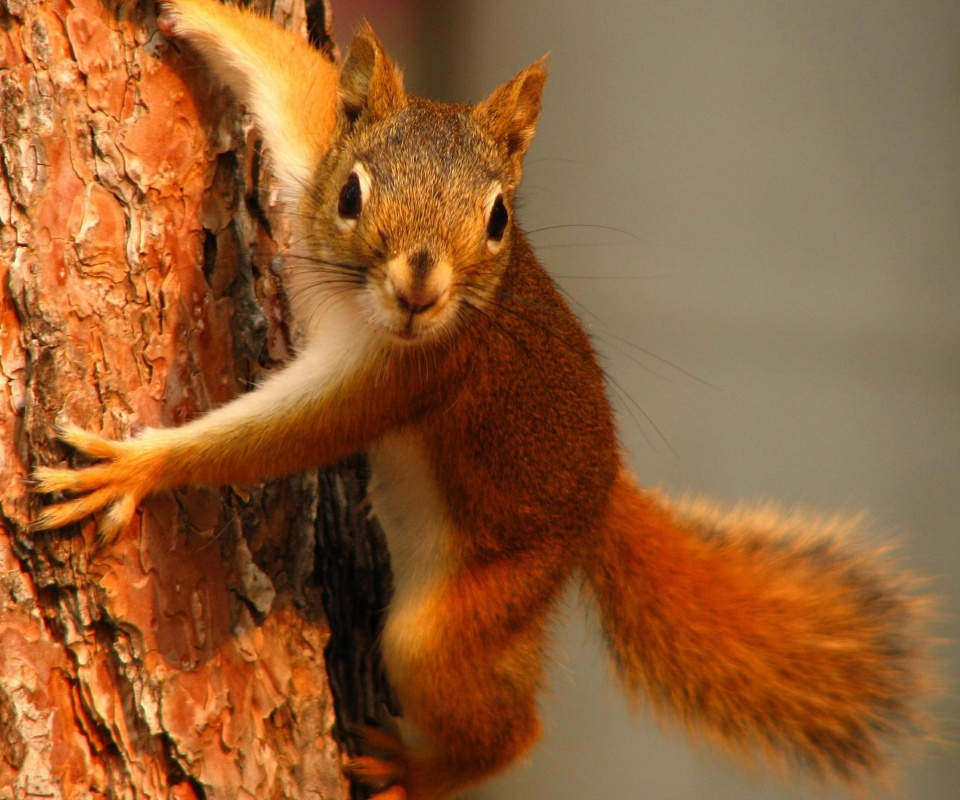 Белка на дереве обои