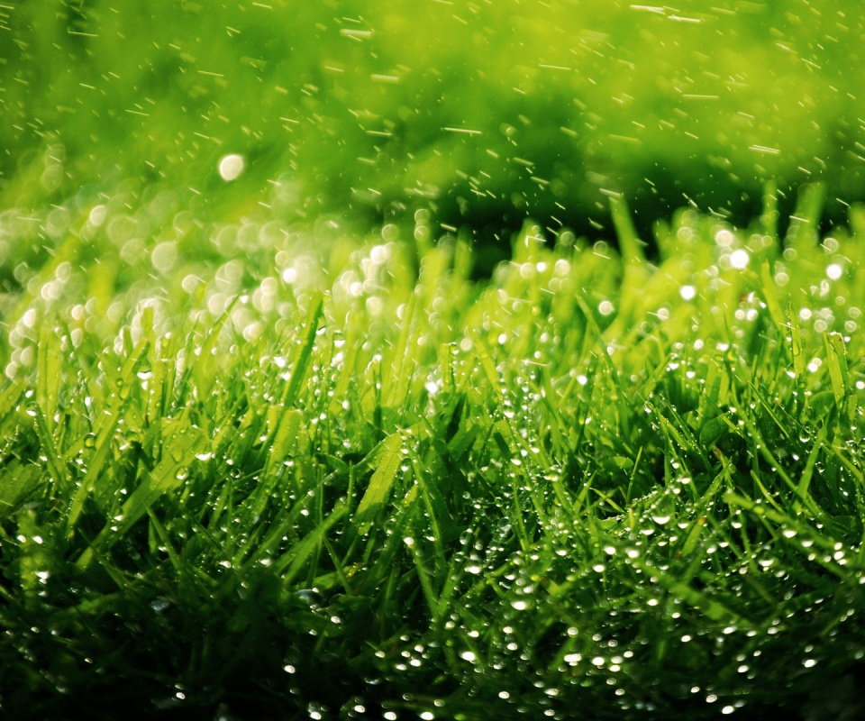 Роса на траве обои