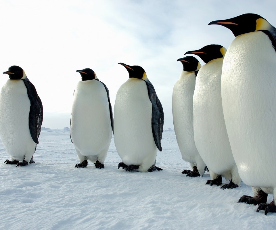 Слет пингвинов обои