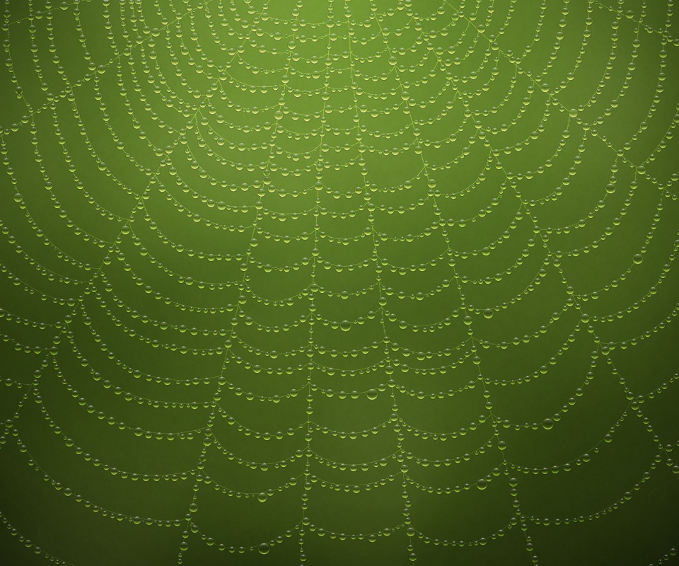 Роса на паутине обои