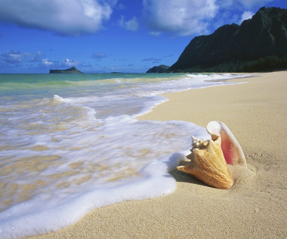 Морская раковина обои