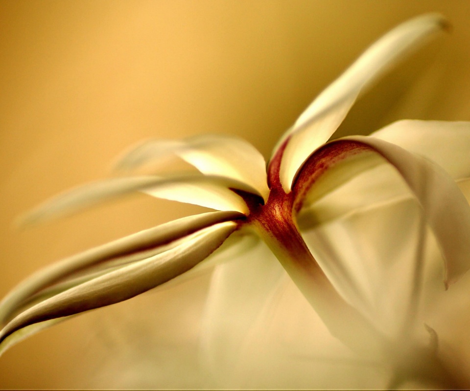 Цветок обои