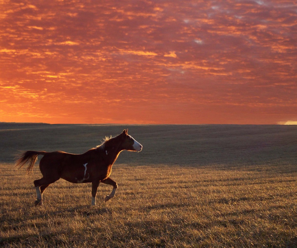 Мустанг обои