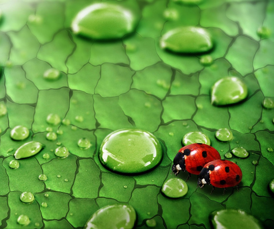 Божьи коровки обои