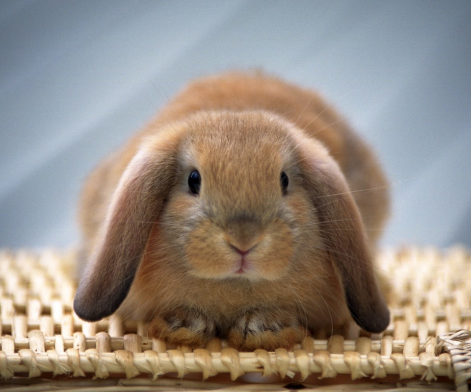 Кроличек обои