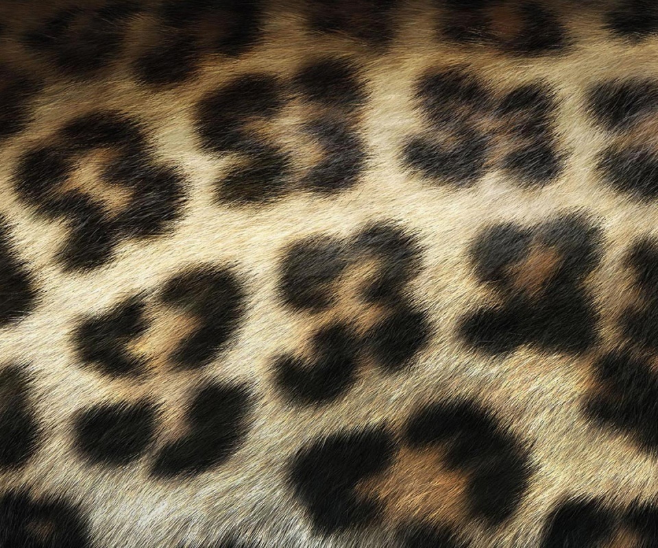 Шкура леопарда обои