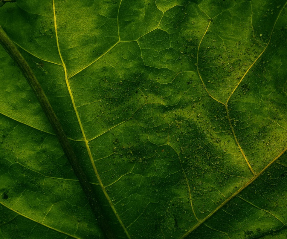 Макро зеленый лист обои