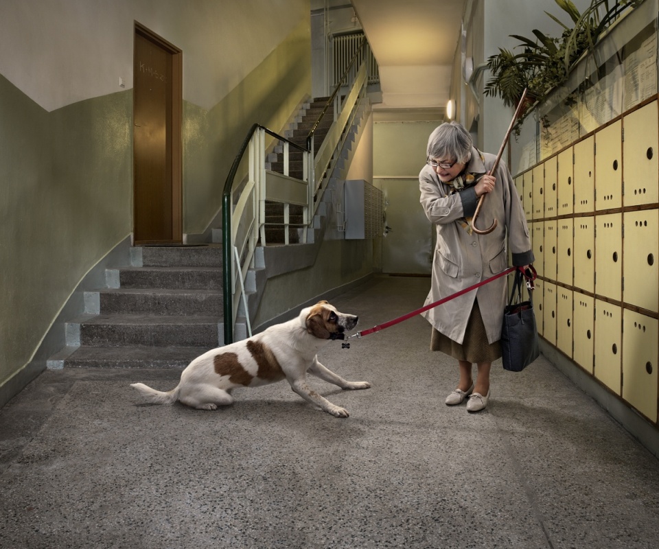 Непослушная собака обои