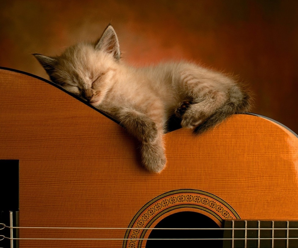 Котенок на гитаре обои
