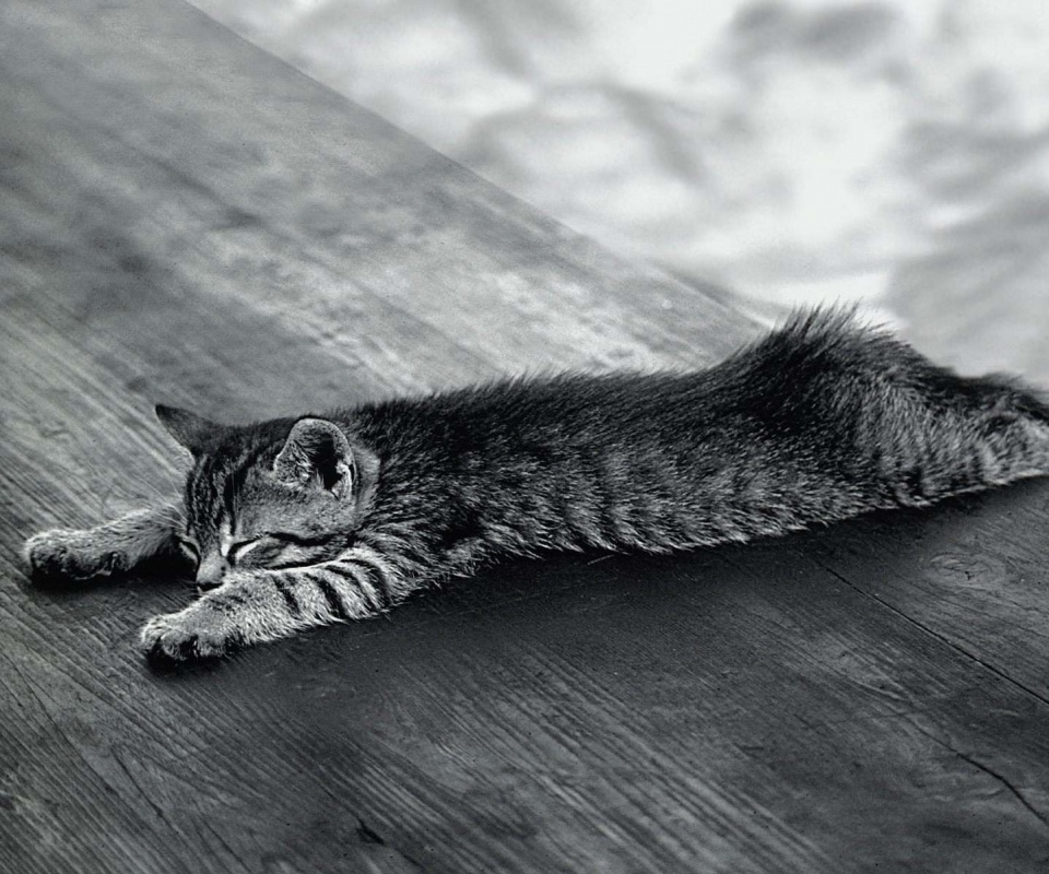 Растянувшийся кошара обои