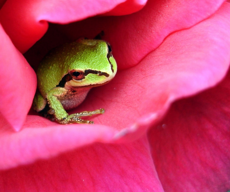 Куда это ты смотришь? обои