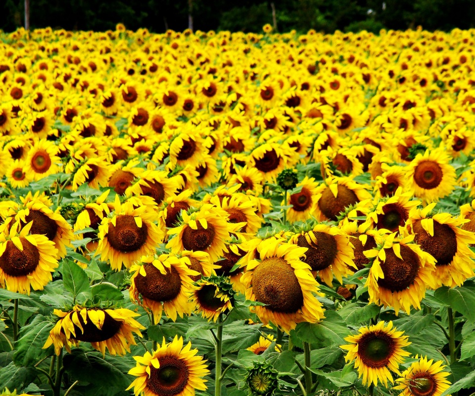 Поле подсолнухов обои