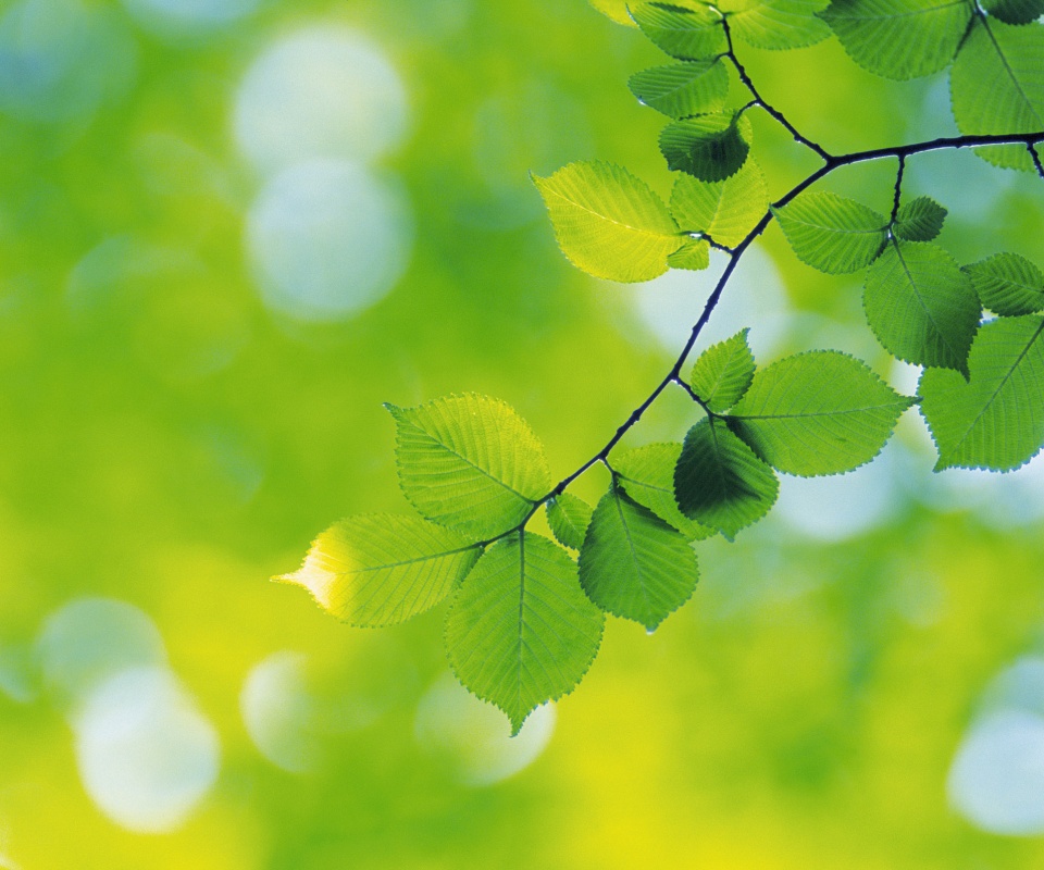 Зеленая ветка с листьями обои