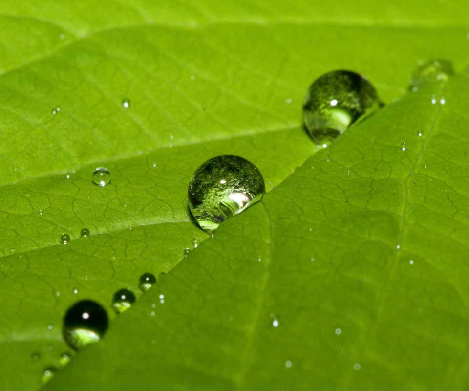 Капли на листе обои
