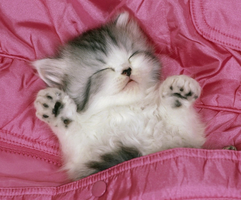 Котенок на розовой куртке обои