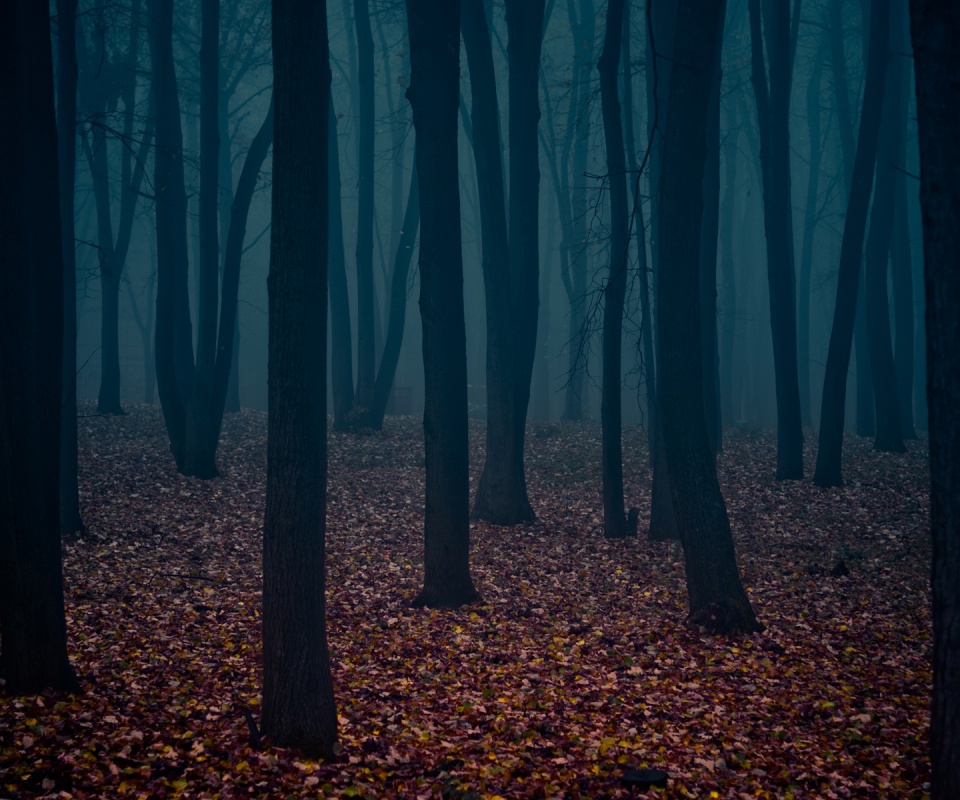 Таинственный лес обои