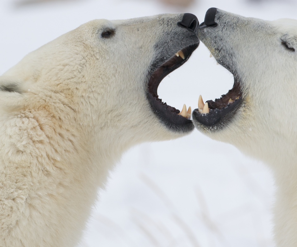 Полярные медведи обои