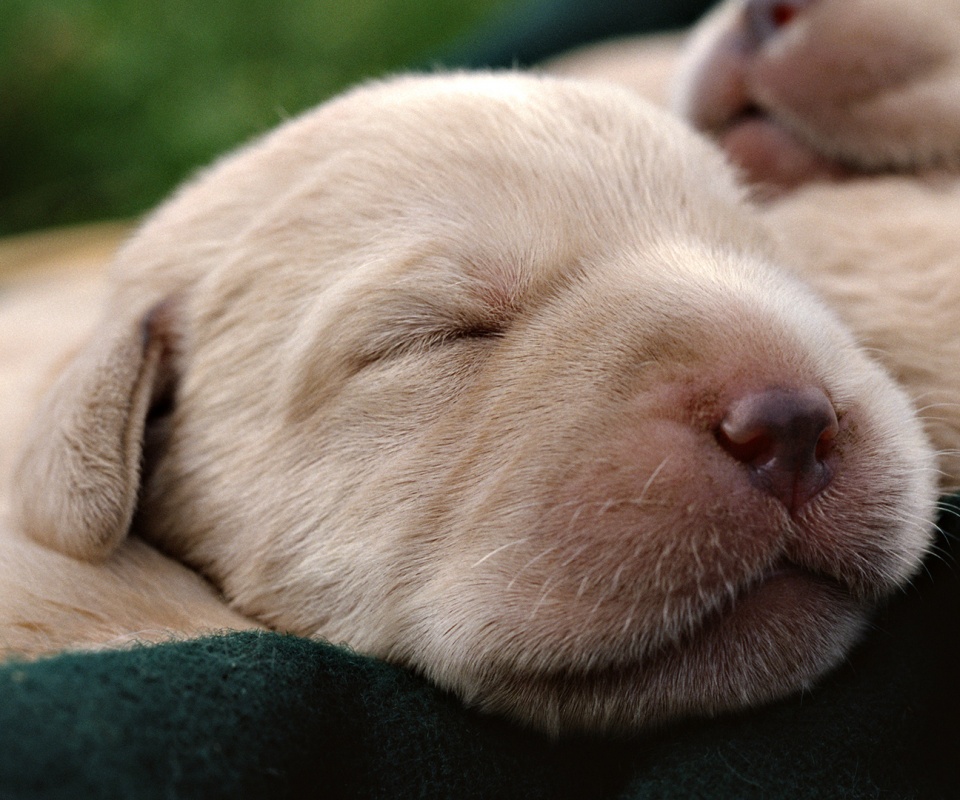 Мордочки симпатичных щенков обои