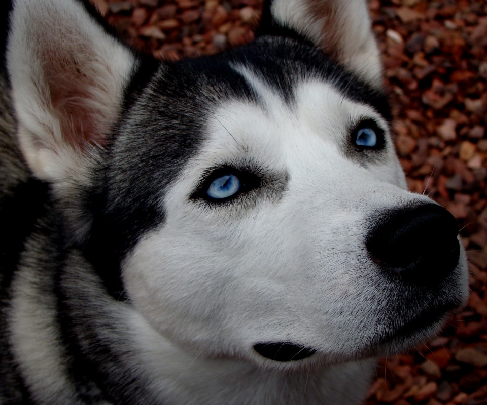 Собака хаски обои