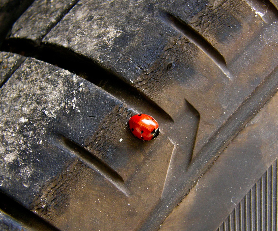 Божья коровка на автомобильной покрышке обои