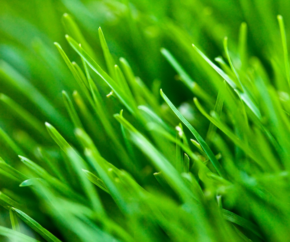 Зеленая свежая трава обои