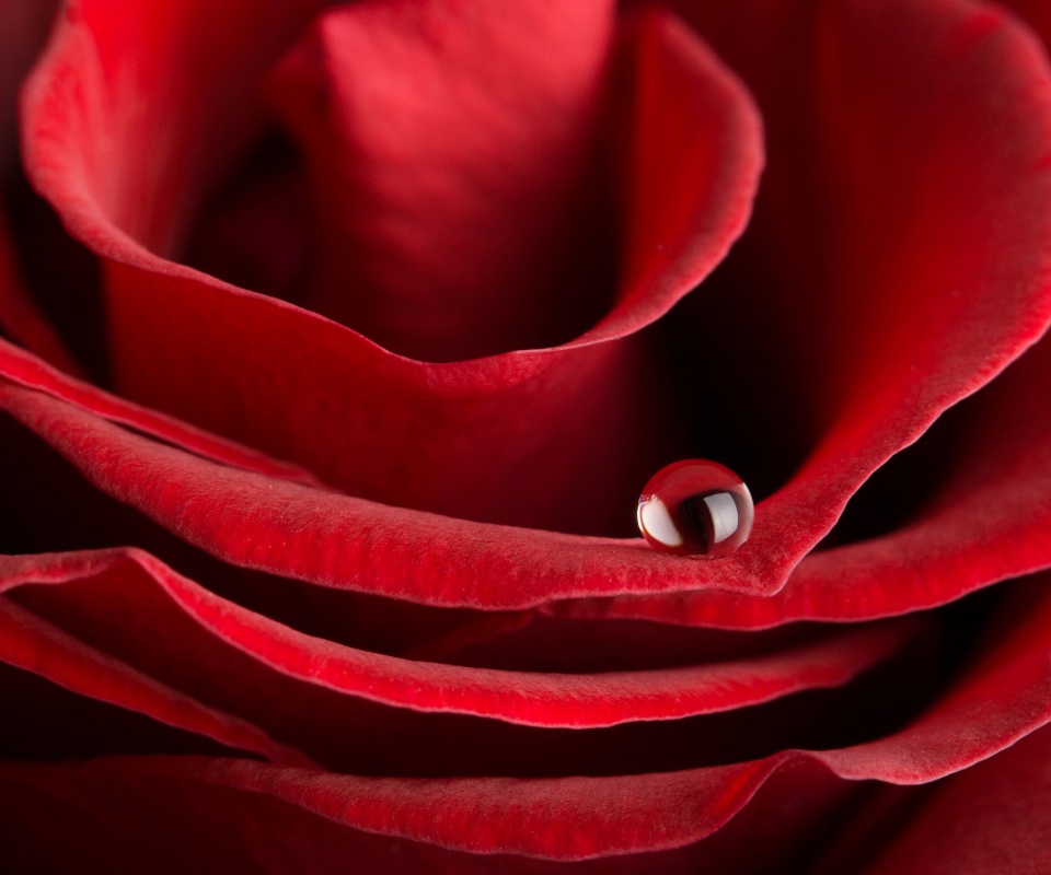 Капля воды на лепестке розы обои