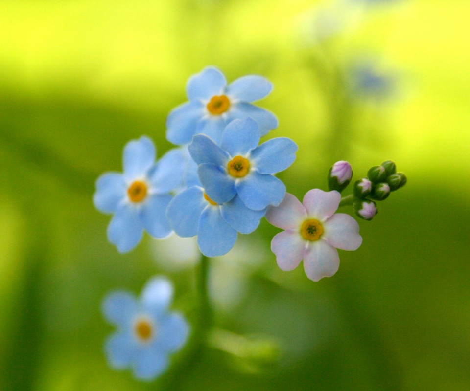 Обои цветов обои