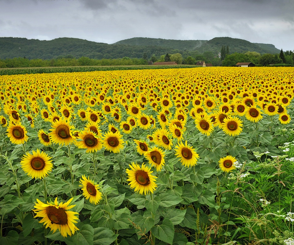 Живописное поле подсолнухов обои