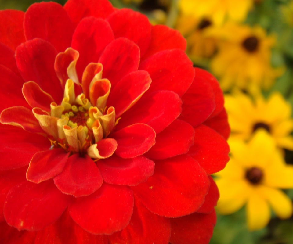 Красный цветок обои