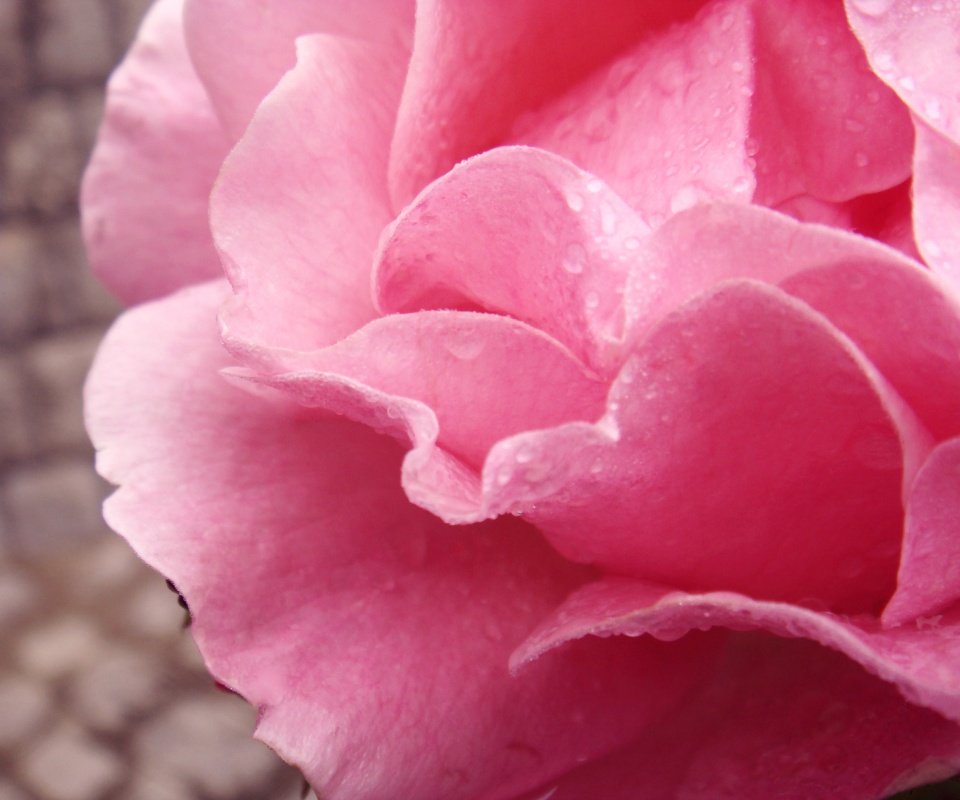 Уличная роза обои