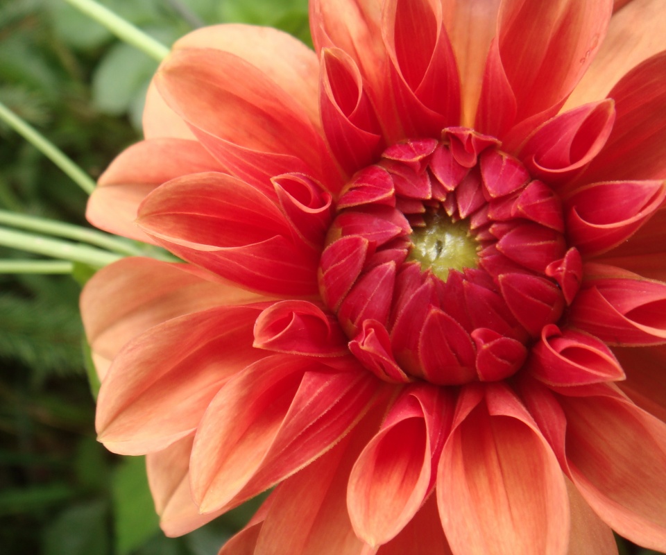 Аленький цветочек обои