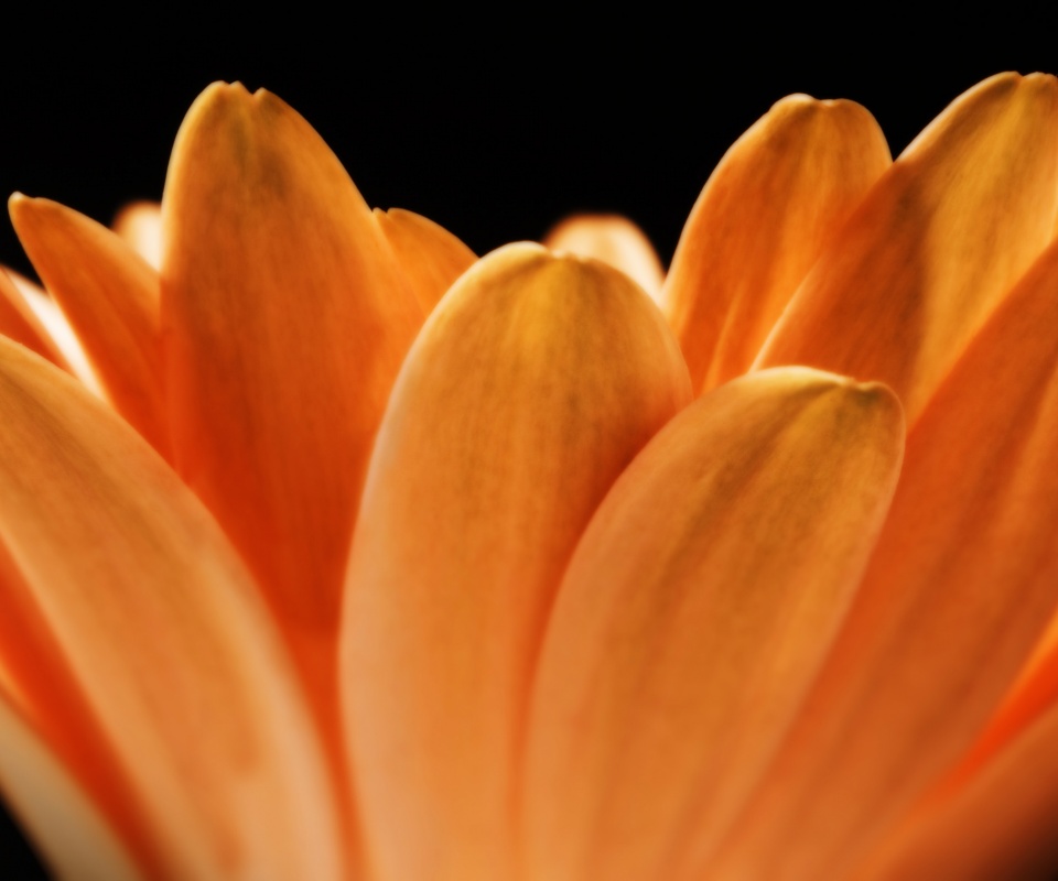 Цветочные лепестки обои