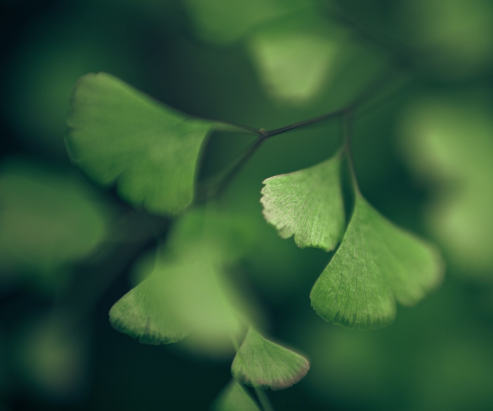 Дикие зеленые листья обои