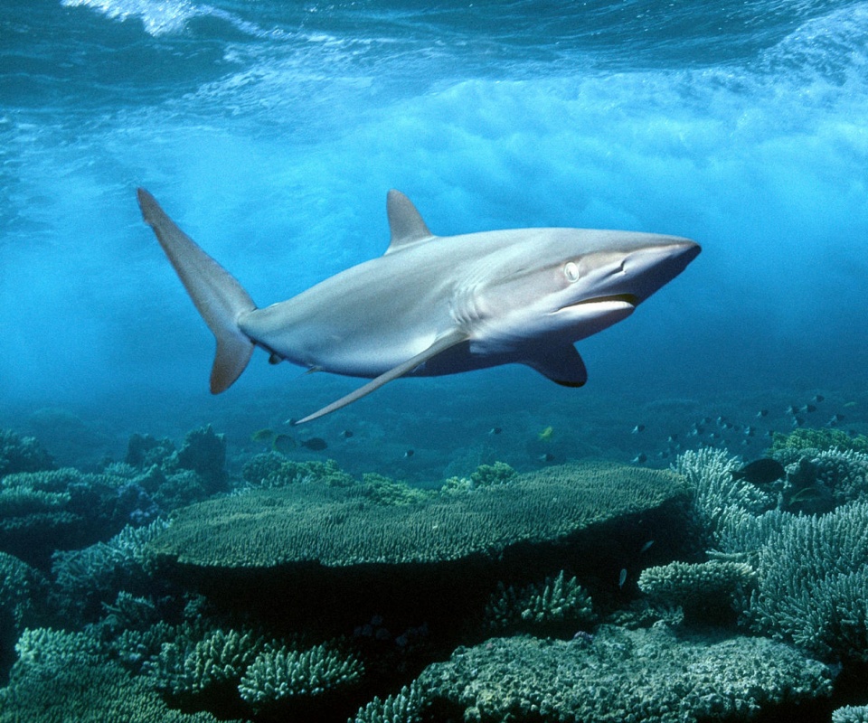 Акула в море обои