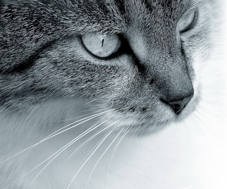 Очень красивый кот обои