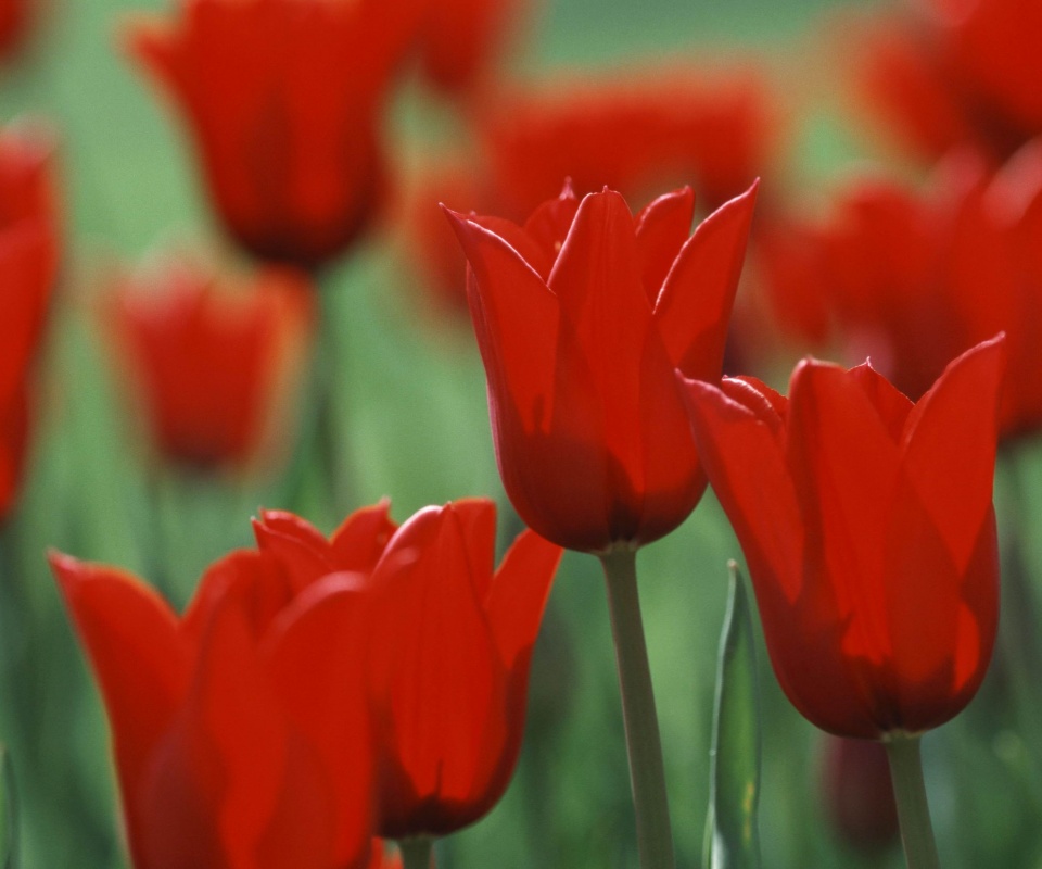 Красные цветы обои