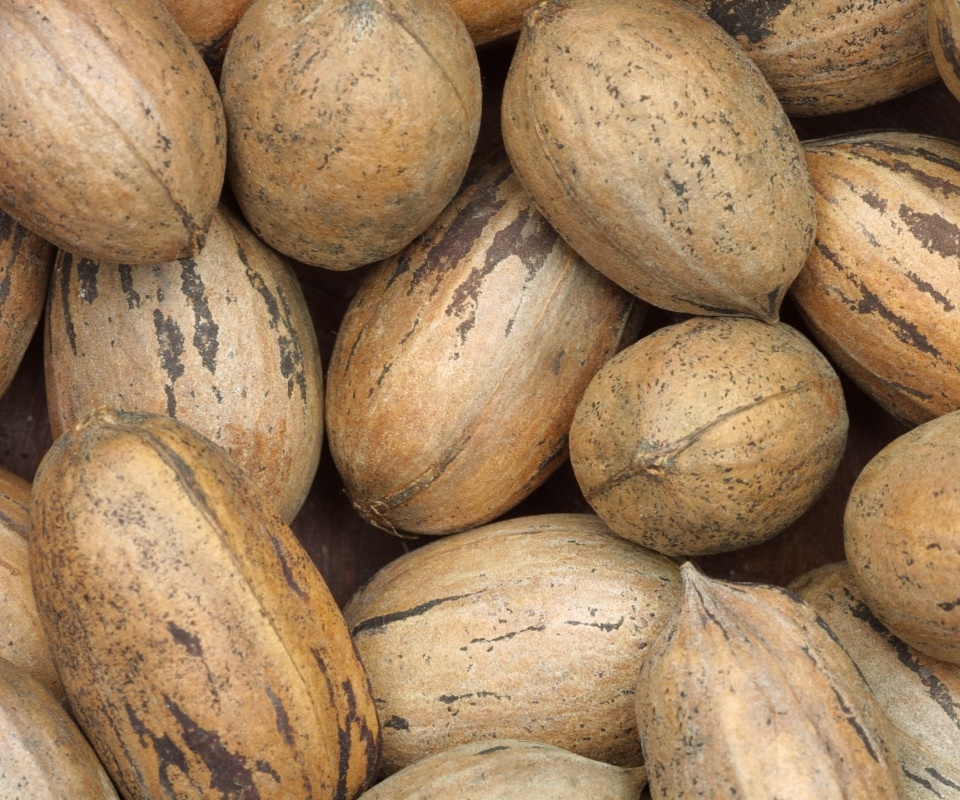 Грецкие орехи обои