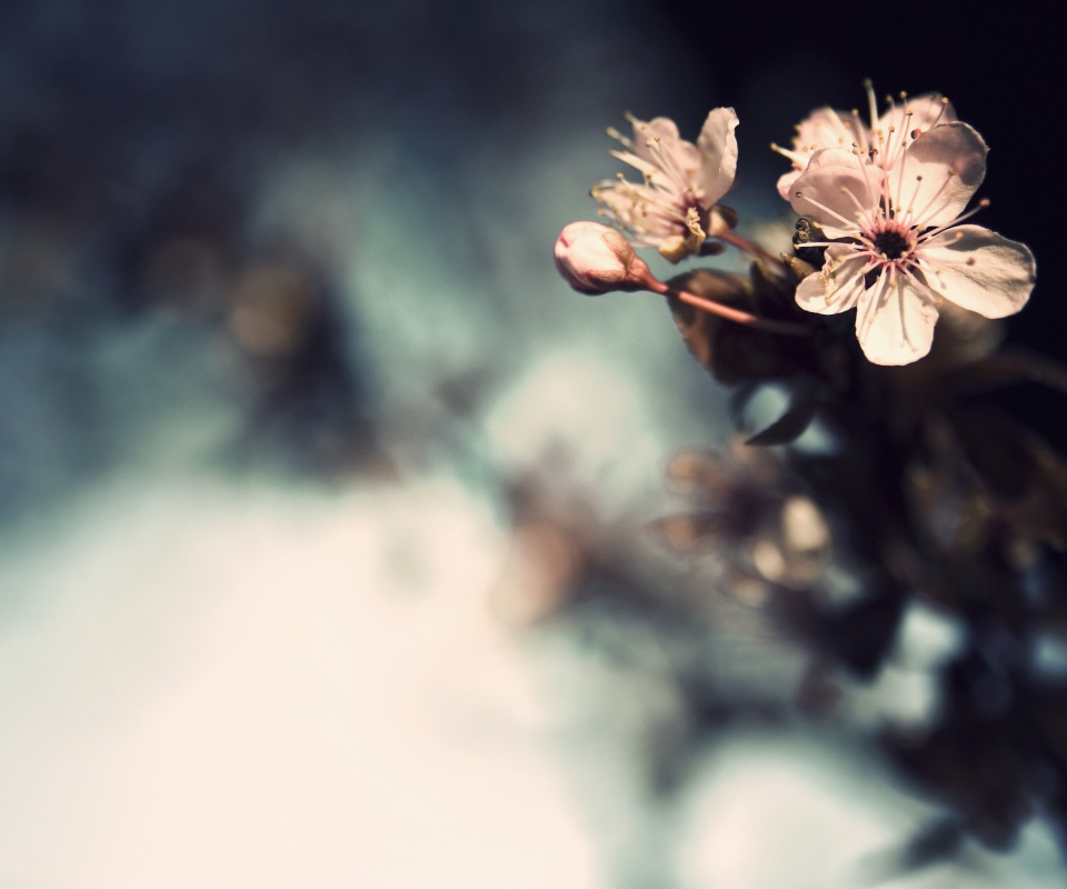 Цветок вишни обои