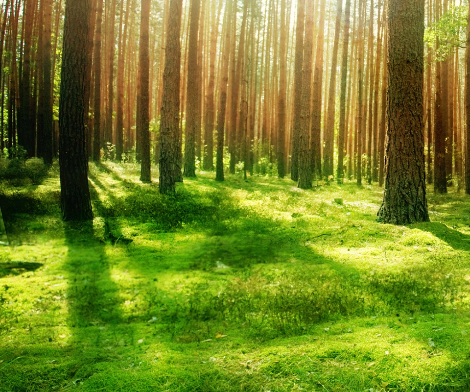 Солнечный лес обои