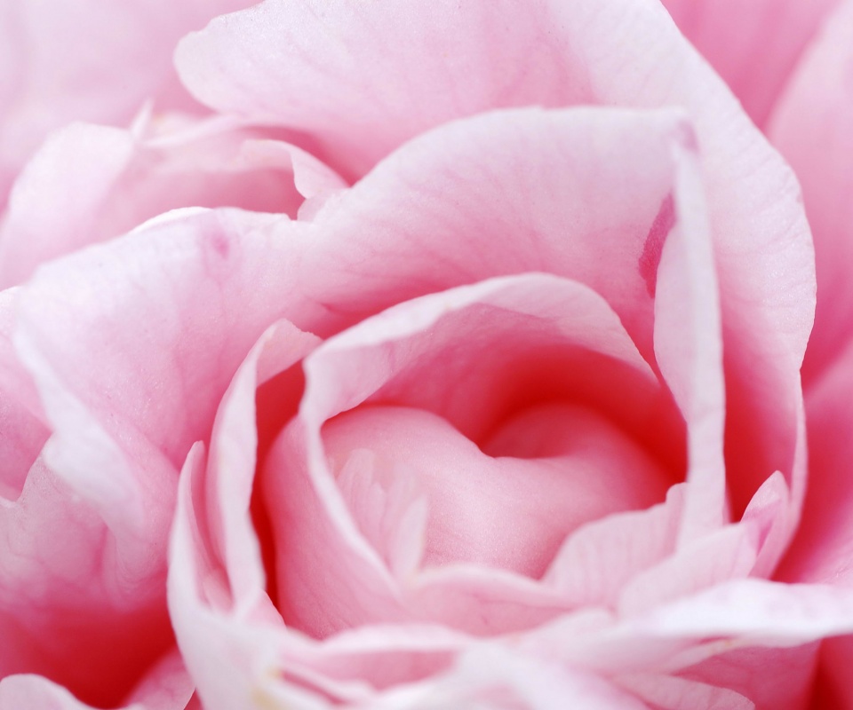 Розовый цветок обои