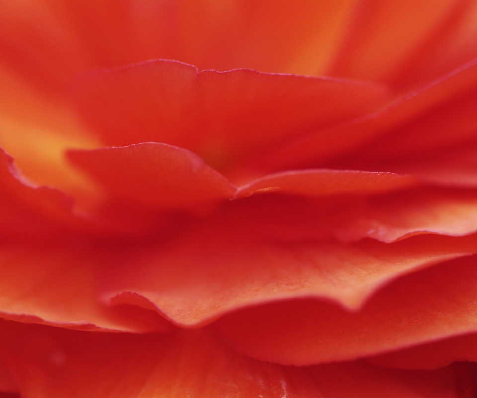 Лепестки красного цветка обои